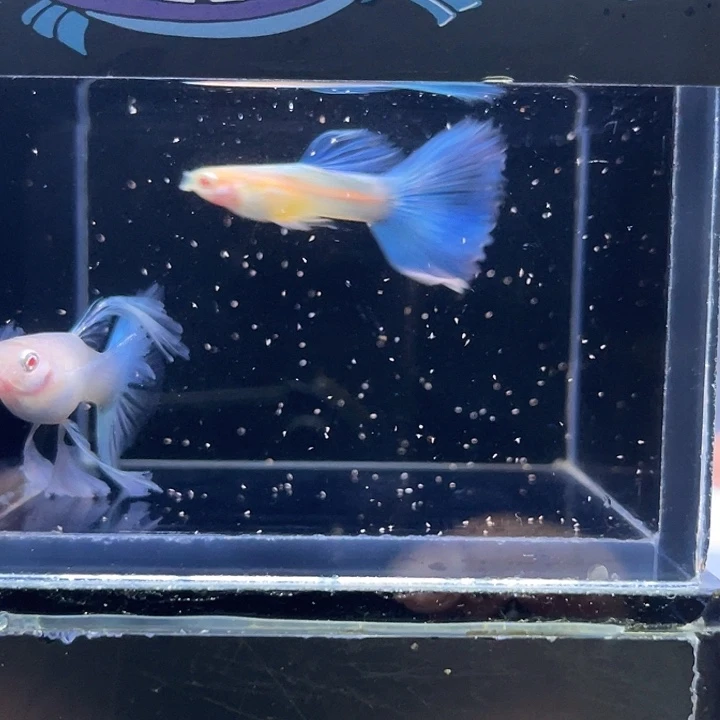 孔雀鱼蓝白绣球种鱼73
