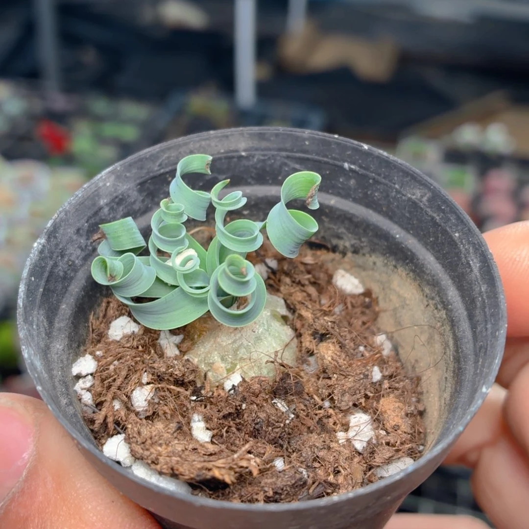 宽弹簧草多肉9.9包邮发货