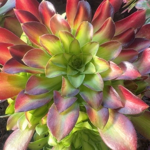 法师韶华法师11111