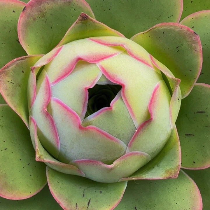 山地玫瑰浅梦玫瑰