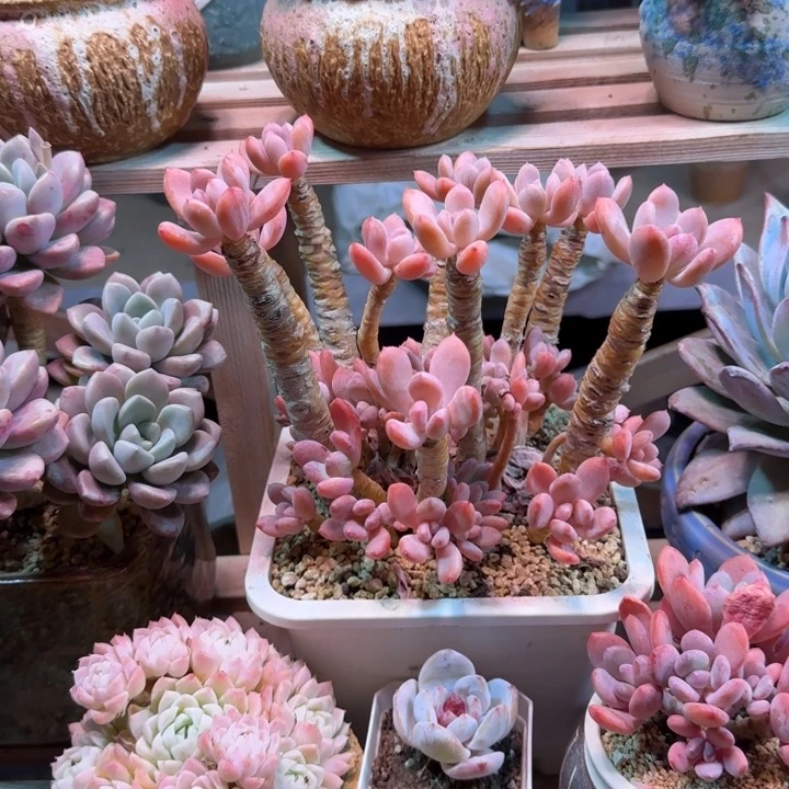 灰姑娘多肉植物exin