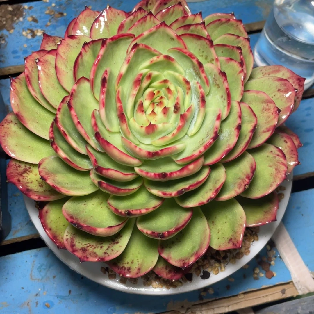 木***梦惊鸿仙子瑕疵福利