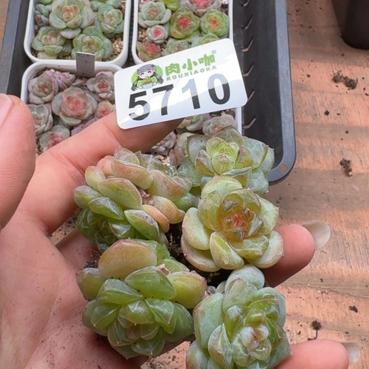 多肉植物多肉植物