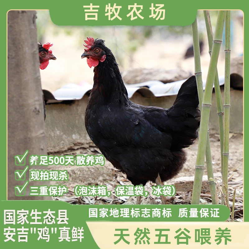 『宓稻赞』安吉竹林老母鸡黑羽500天散养冰鲜发1只1.1kg送菌菇汤包