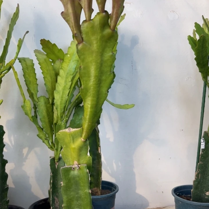 当前无花栽培后可以开花280
