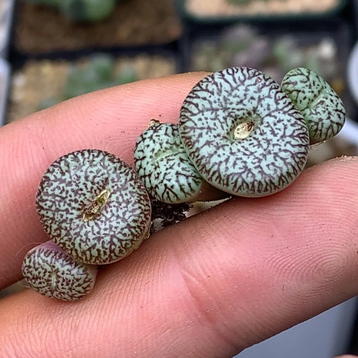 精品多肉植物墨小锥