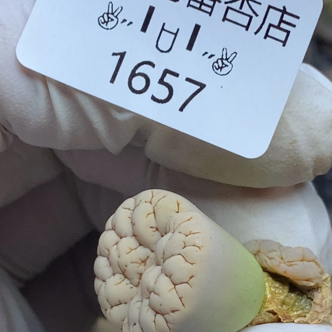 1657。零下拍保温.18包邮.当天凑哦