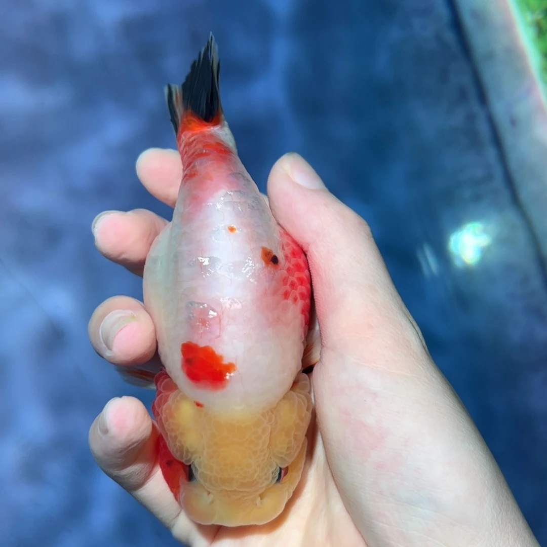 金鱼买够三条顺丰包邮陆运