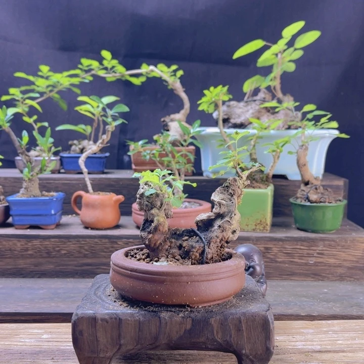 当前无花朵，栽培后可花朵