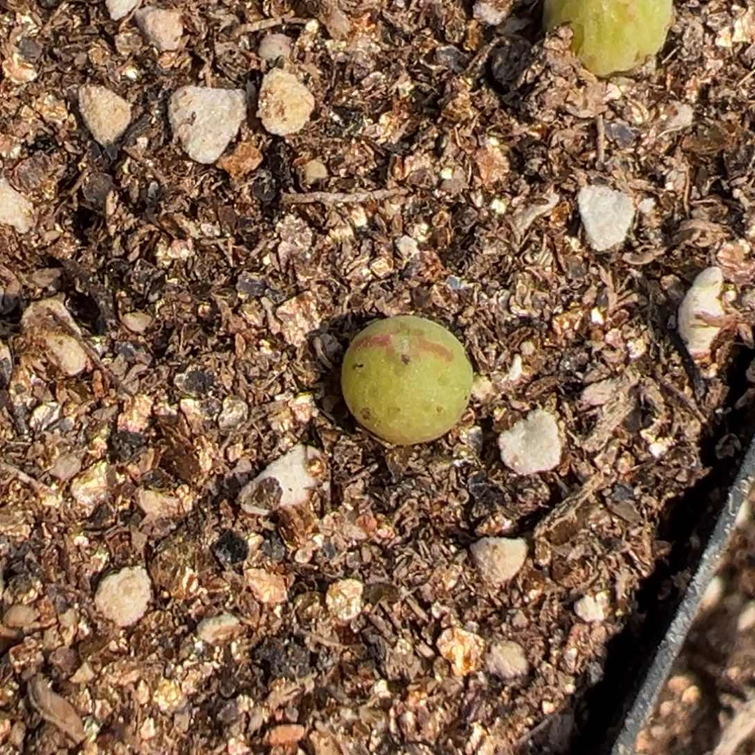 量拍园艺985猪蹄小苗一颗