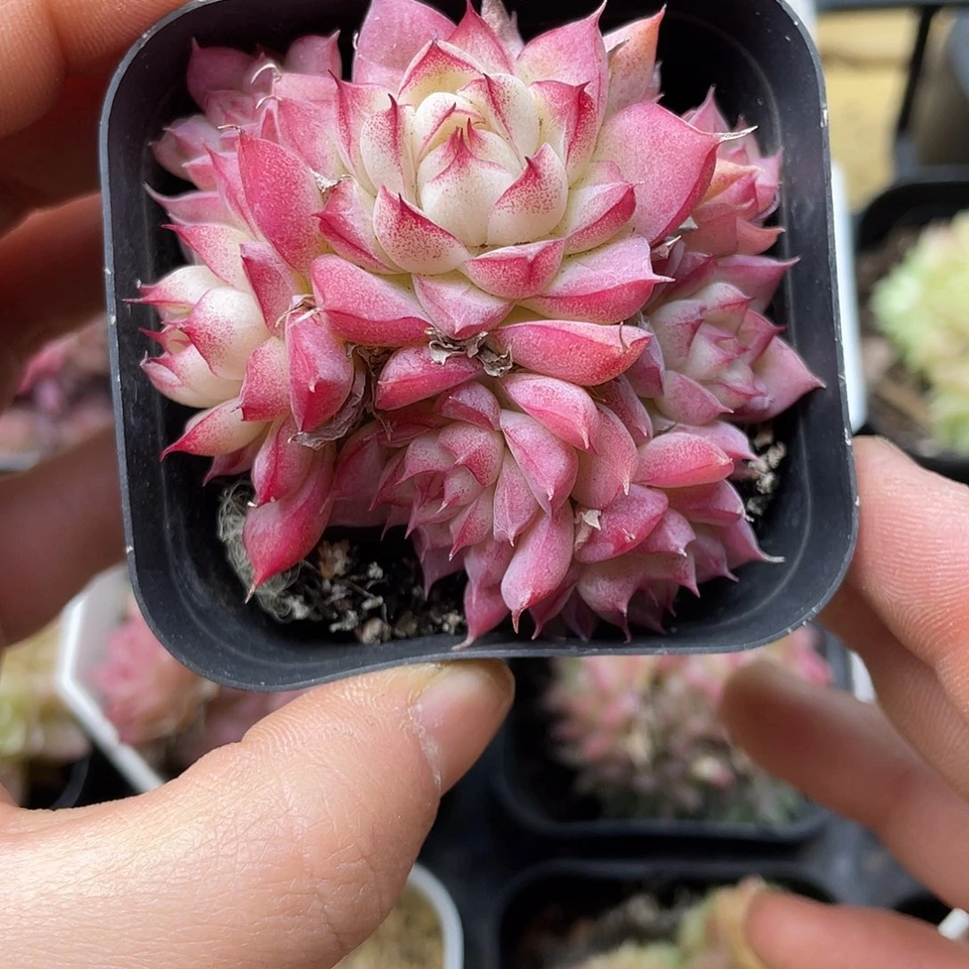 B*a多肉植物麦秆植物