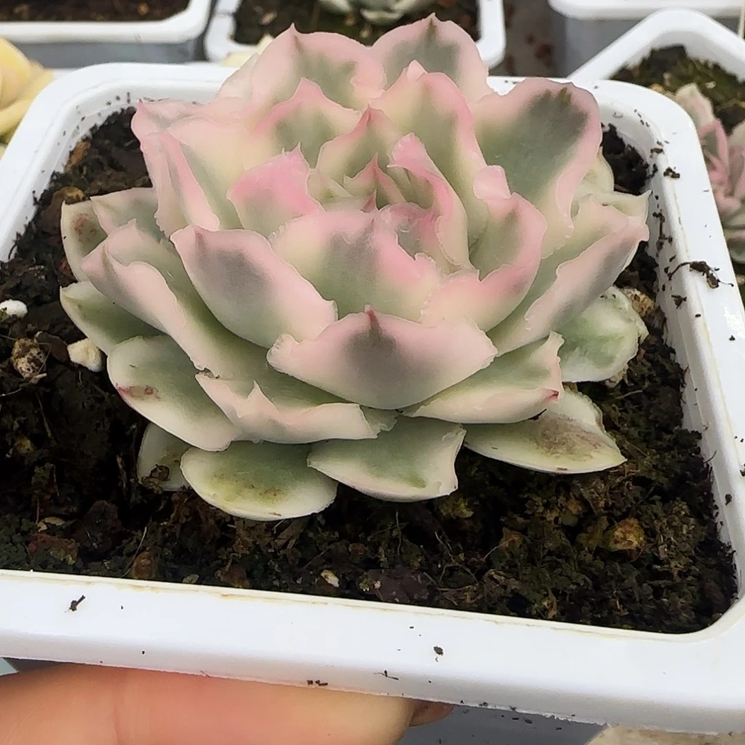 紫蝴蝶锦大单头多肉植物