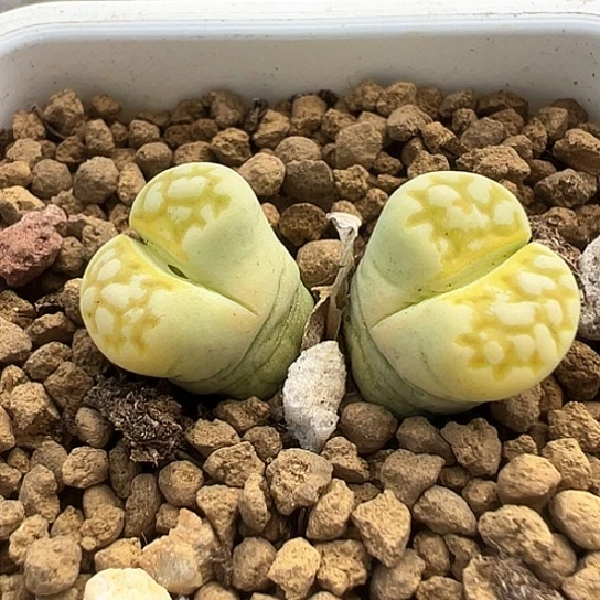 073.c205变异双头