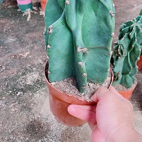 25公分左右原盆发货象腿量天尺