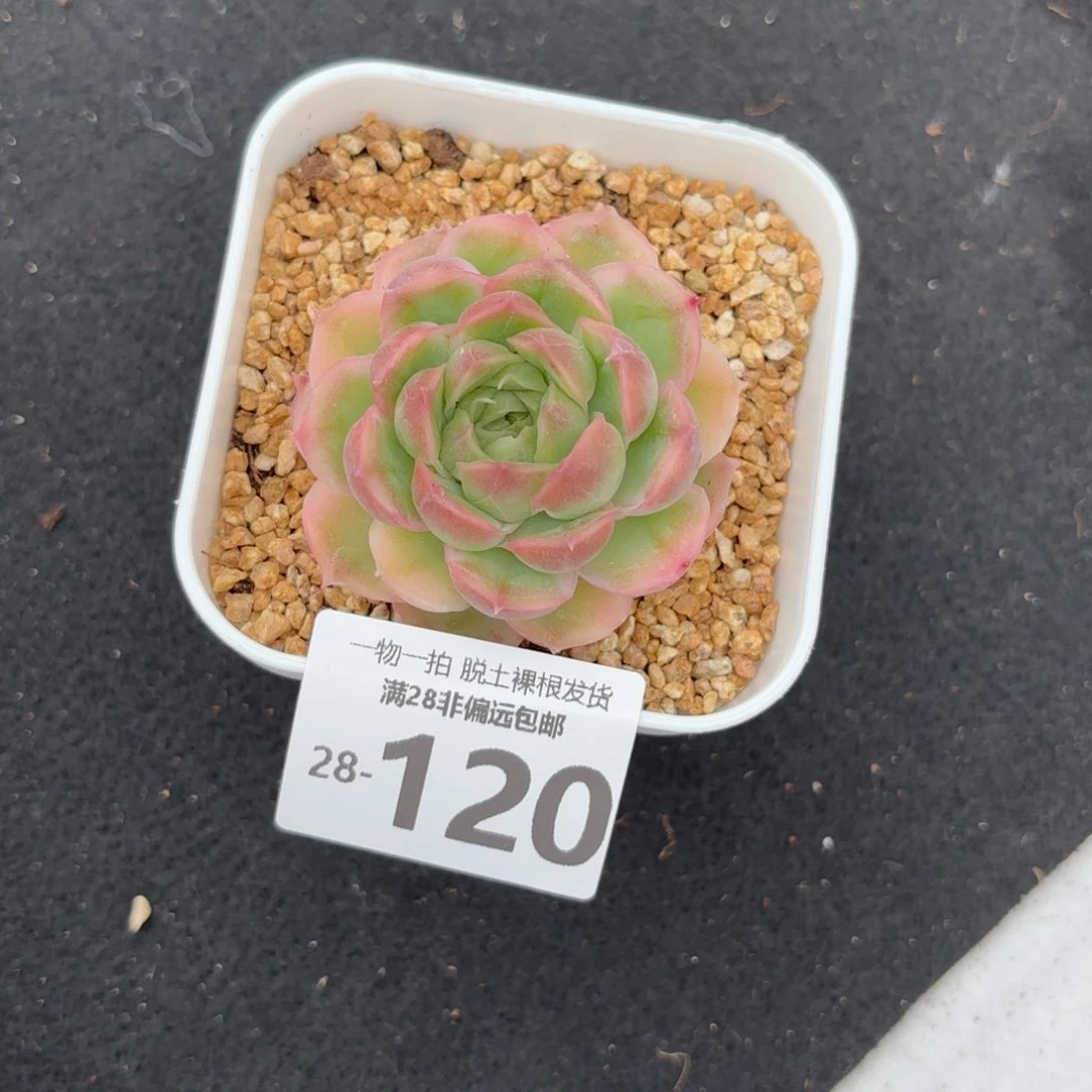 水晶虾饺单头多肉多肉