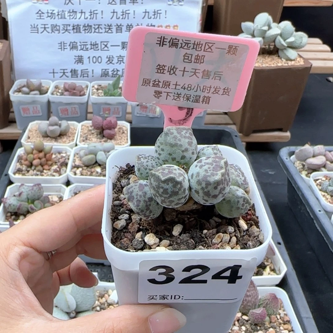 324丸叶海豹多肉植物