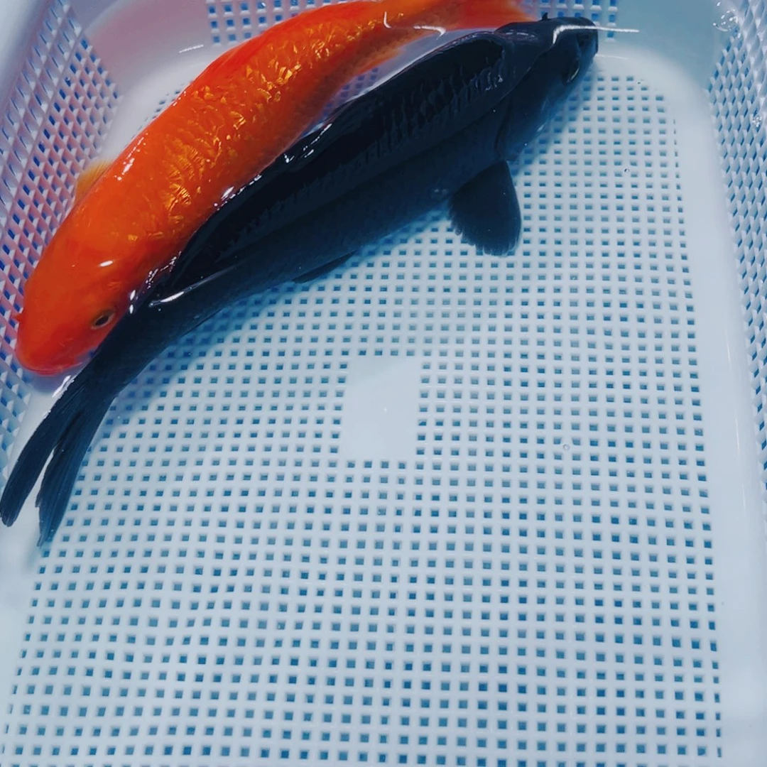 海水鱼锦鲤观赏鱼观赏鱼