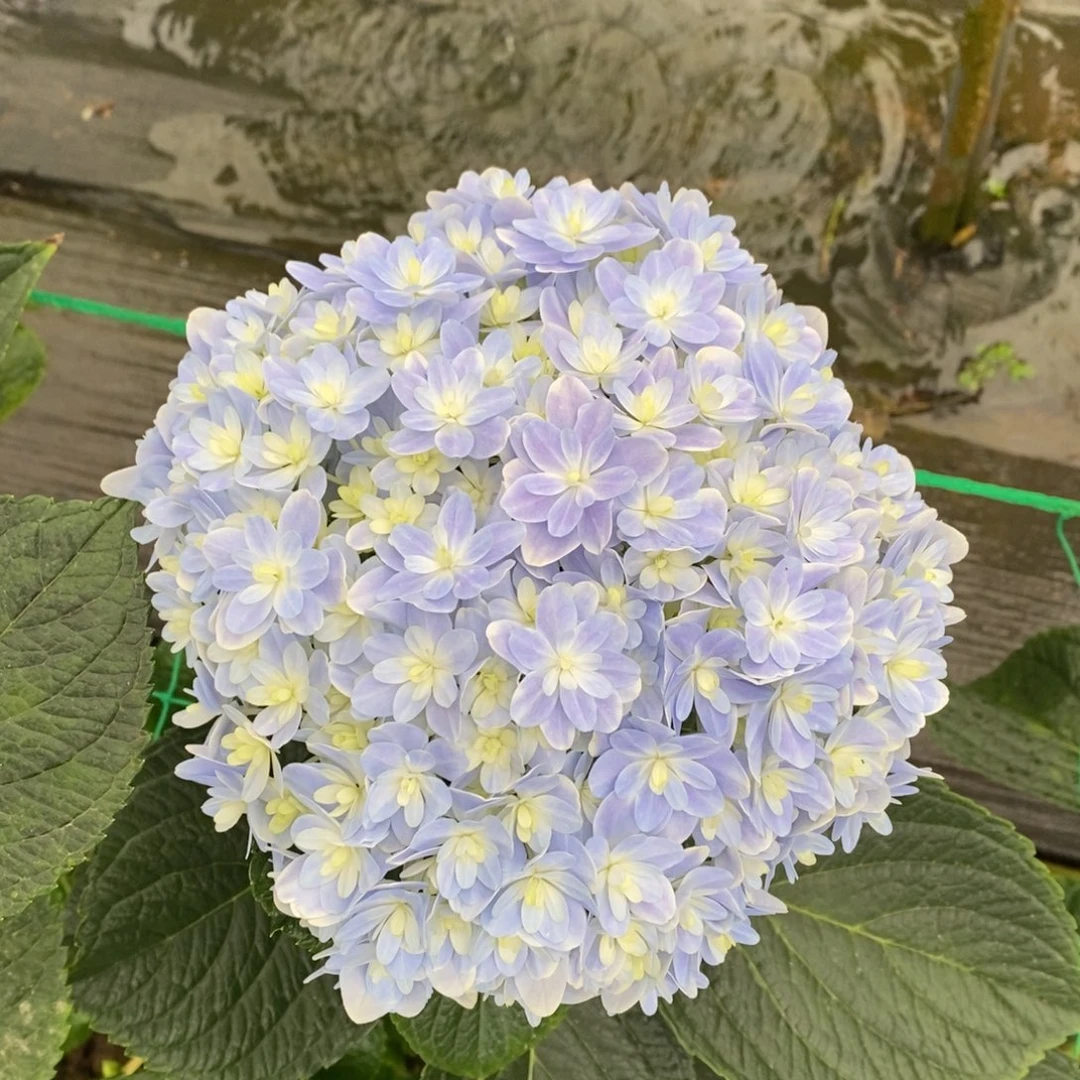 455号绣球/有色差介意勿拍（3单冷链包邮/偏远补运费发德邦空运）