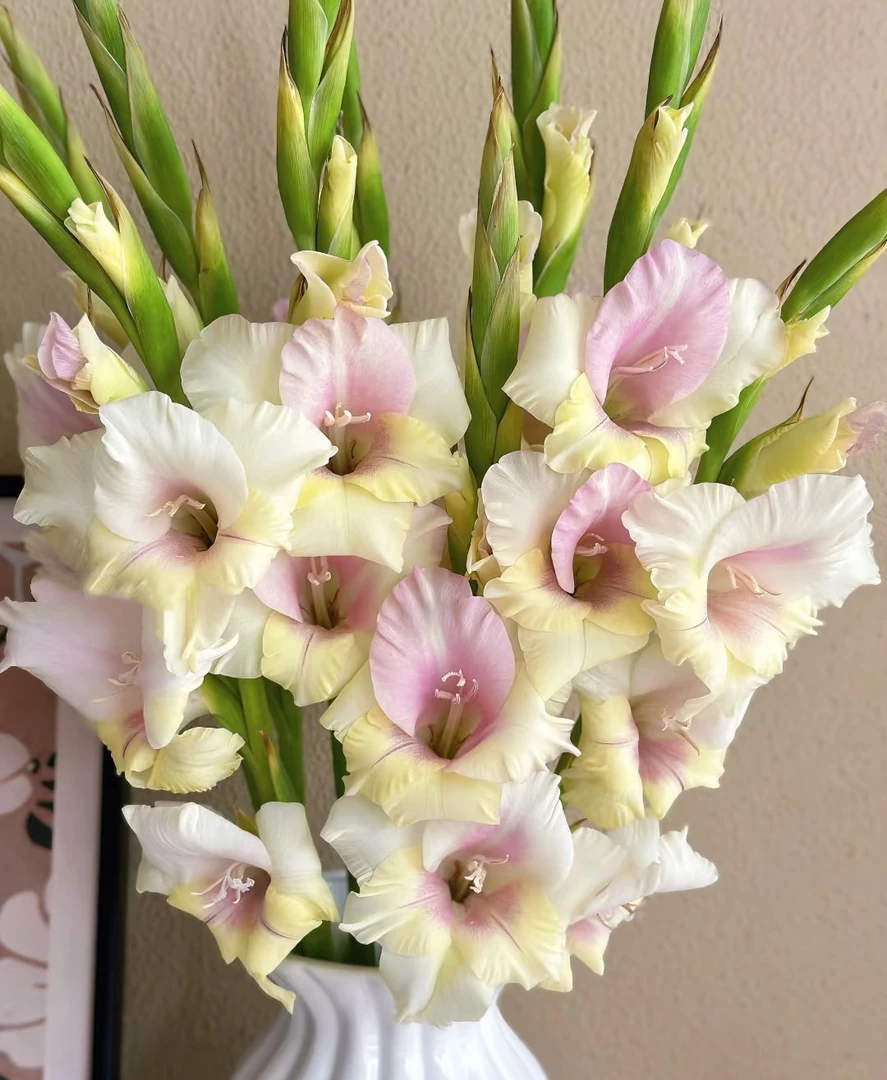 【买一送一】阿莫公主剑兰5支/10支/ 云南基地鲜花   基地直发