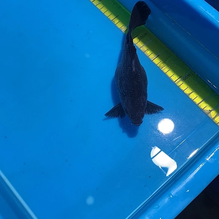 锦鲤纯种血统锦鲤鱼