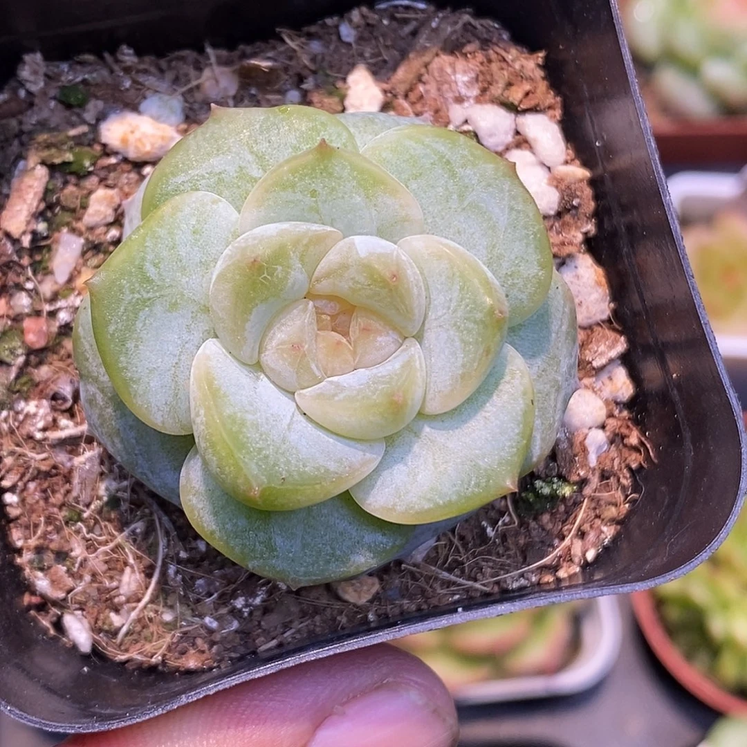 白甜30包邮非偏远