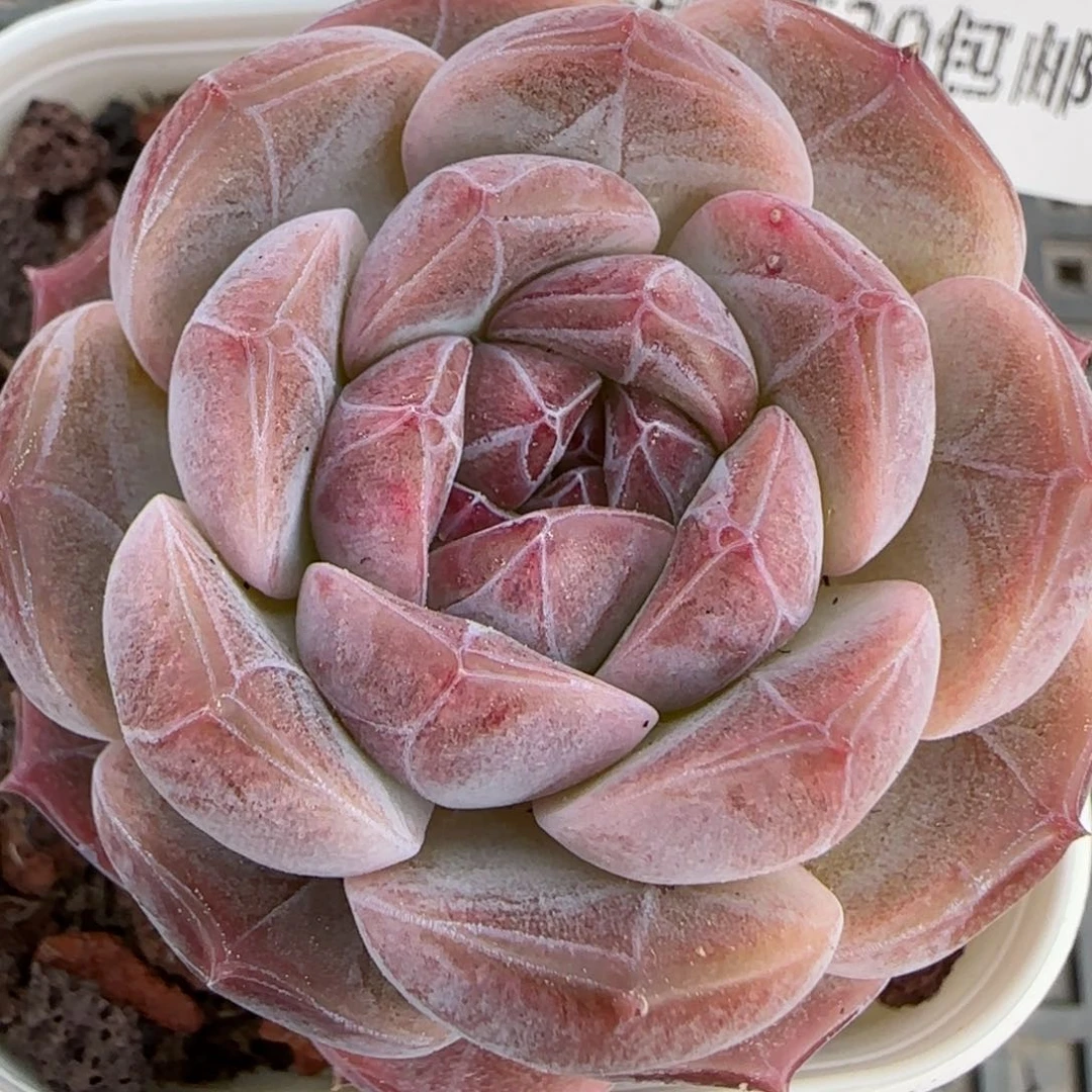 花语逸境0222-140