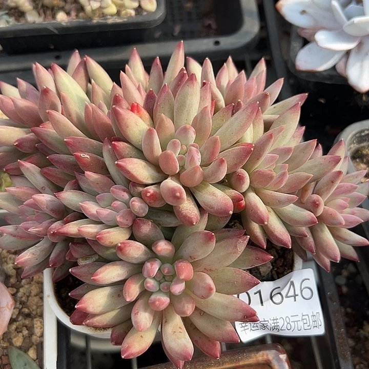 幸运的是我还没遇到