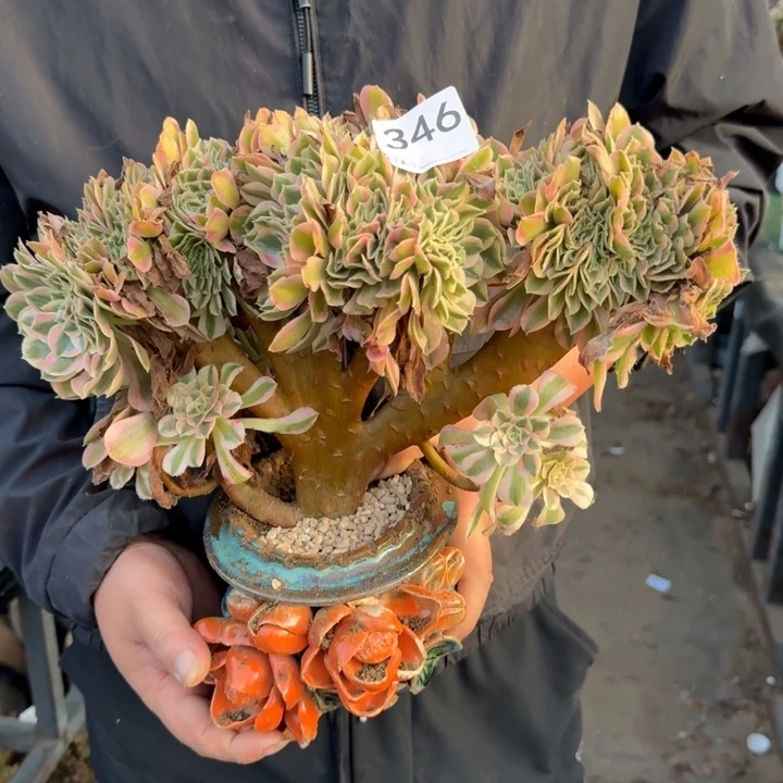 青苹果法师锦缀化346