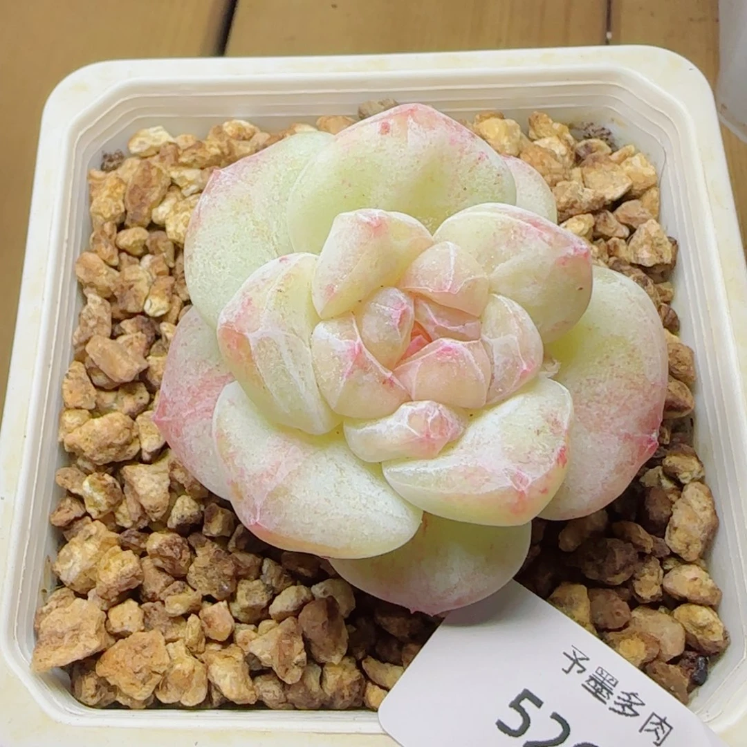 冰玉石化，5260多肉植物