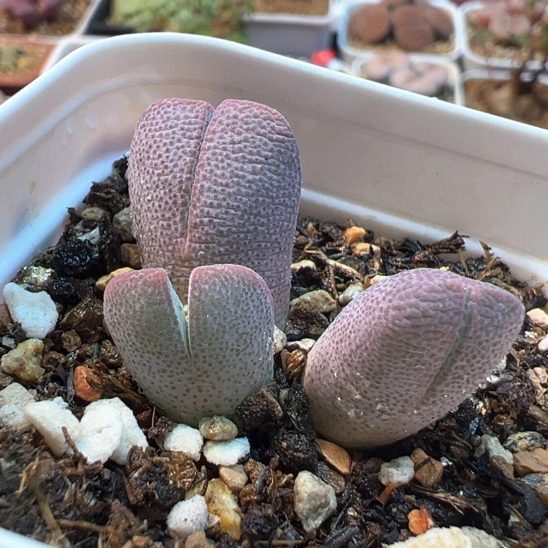 251多肉植物盆栽植物