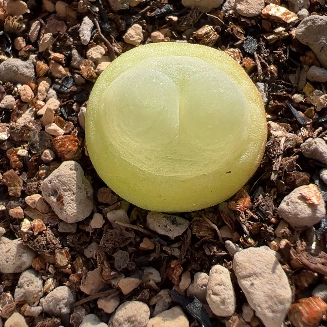 圈**达多肉植物多肉植物