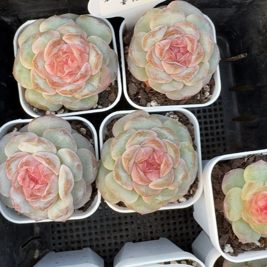 1126-052-少女心事一颗量拍