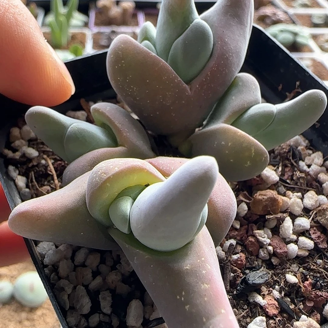 脱土发货哦25215