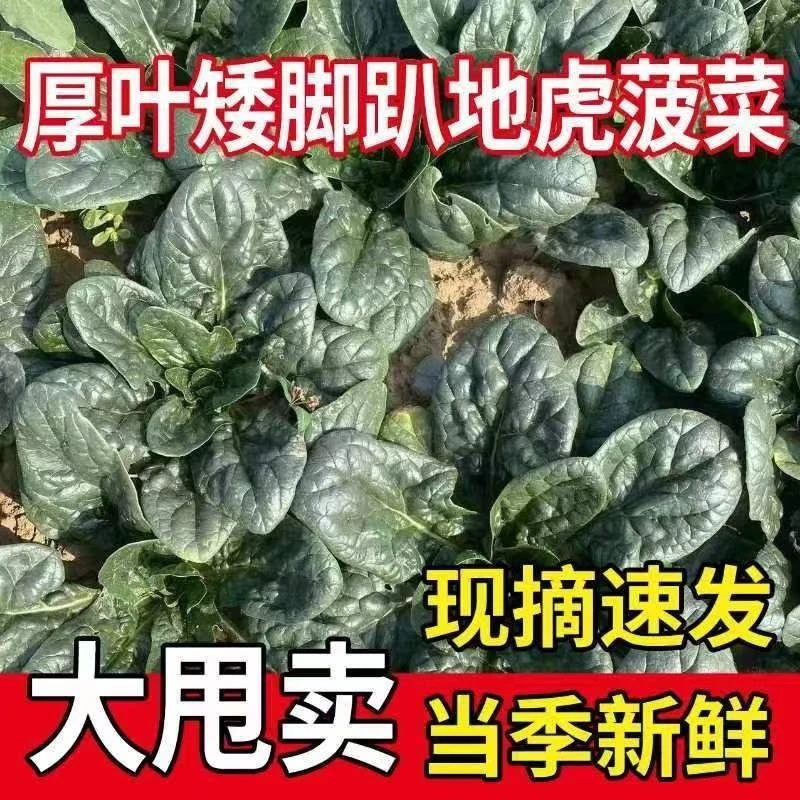 山东露天木耳菠菜新鲜霜冻矮脚趴地菠菜红根土菠菜时令蔬菜农家菜