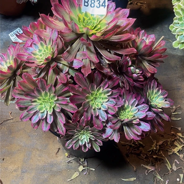 多肉法师834号夕颜发货不包损