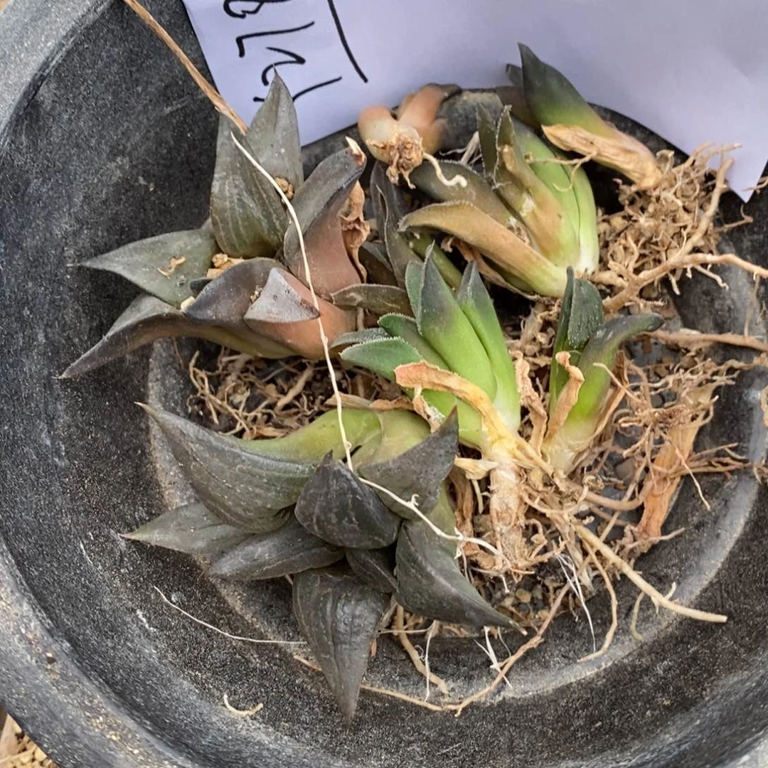 2784 一组实生寿 超级福利