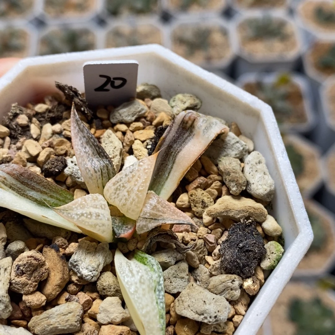 20青蟹锦十二卷多肉植物