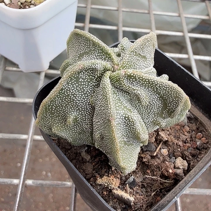 实生小核桃4仙人球