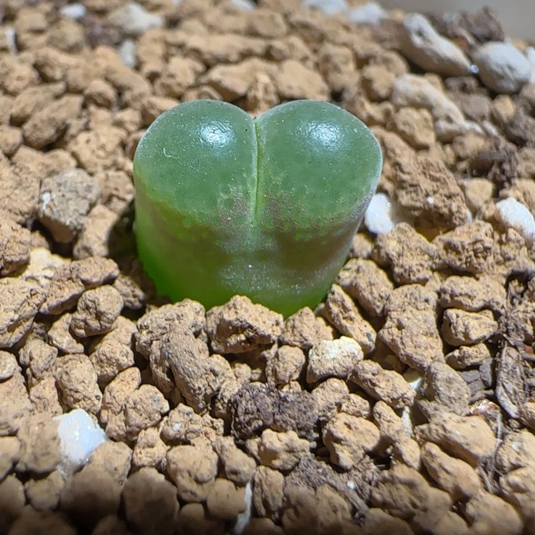 肉锥多肉植物组合-胖虎356