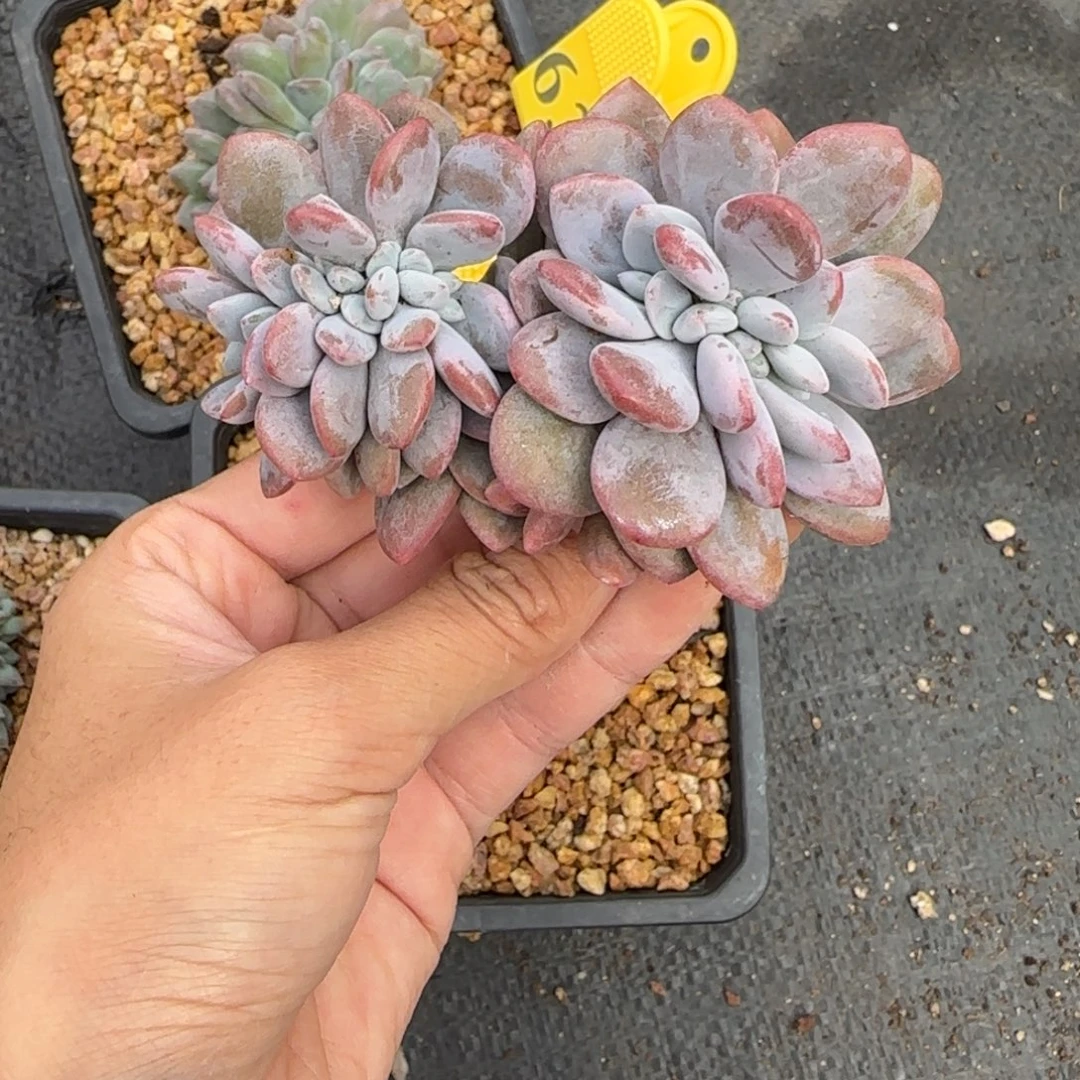粉兔缀化一物一拍