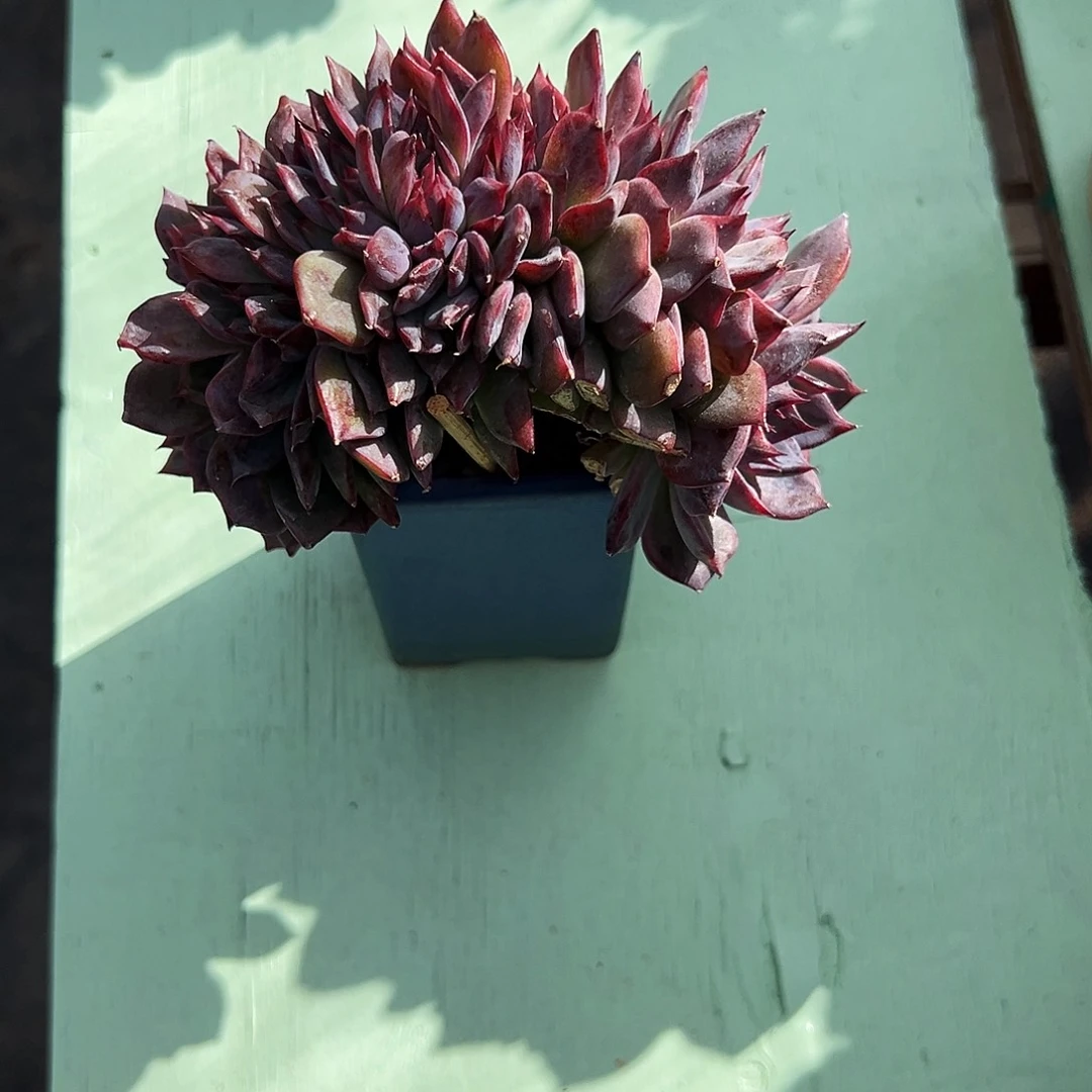 黑水晶缀1111111111111