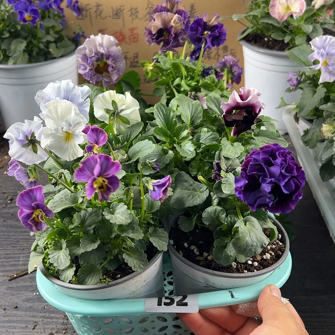 大部分花苞少量开放152号