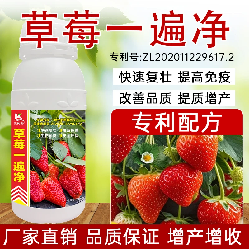 草莓一遍净专利配方草莓专用剂快速复壮提高抗性提质增收正品直销