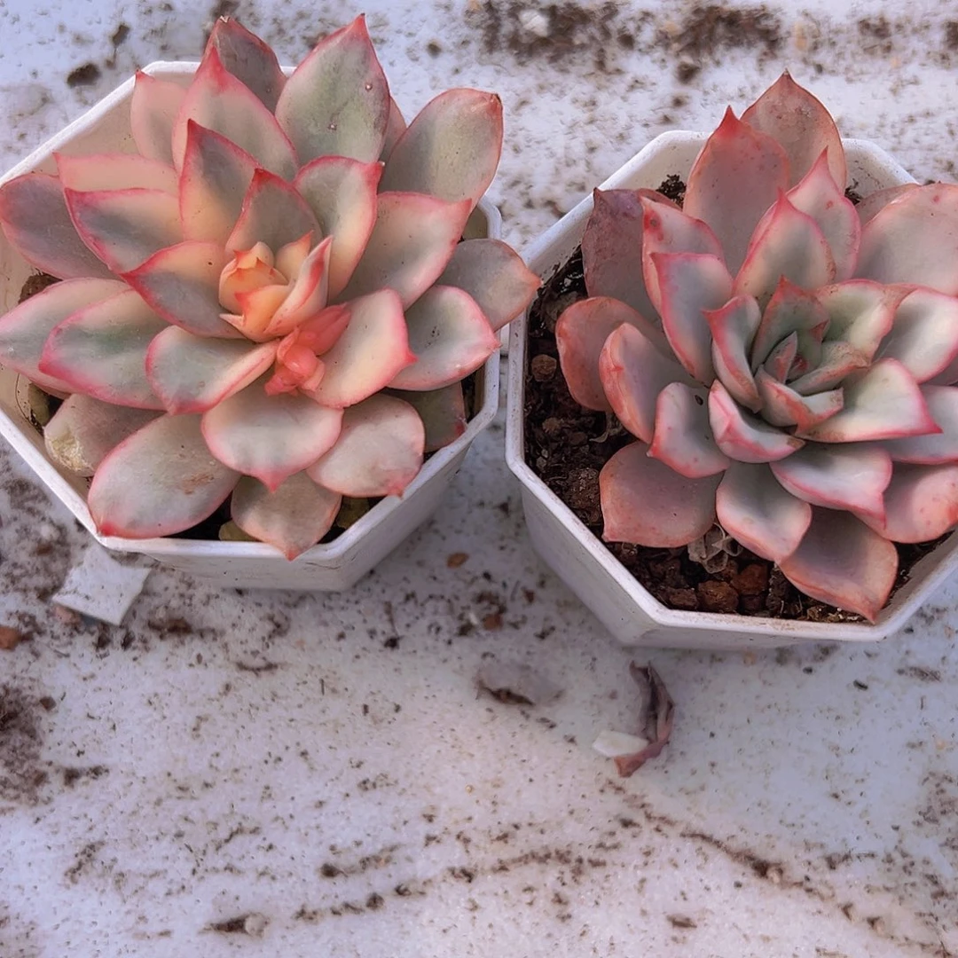 月光女神锦19包邮