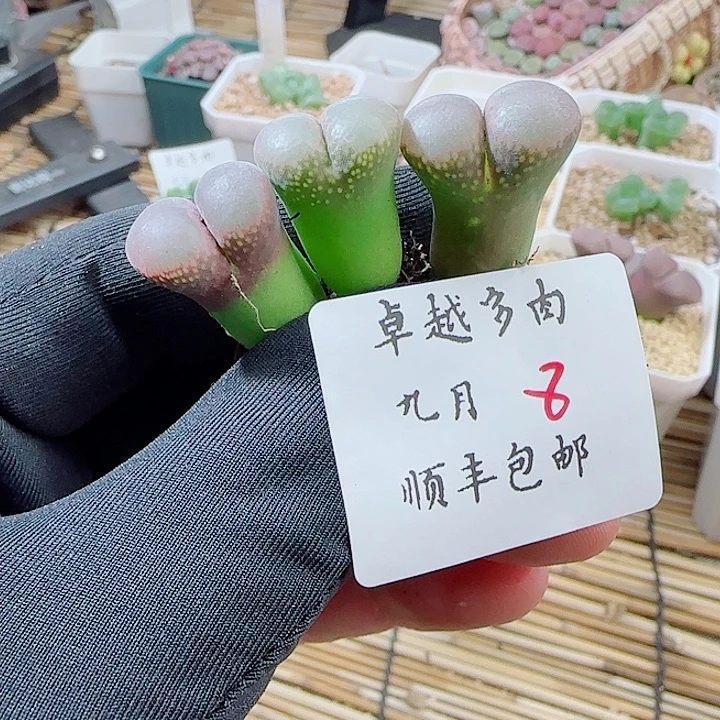 顺丰包邮一物一拍风铃母本