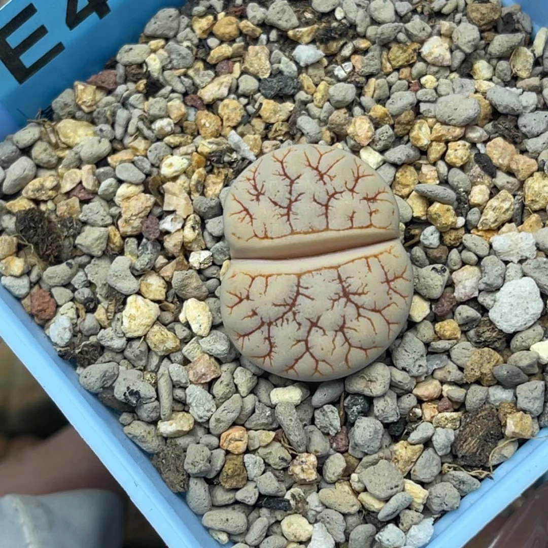 4133金色尾纹261一颗。