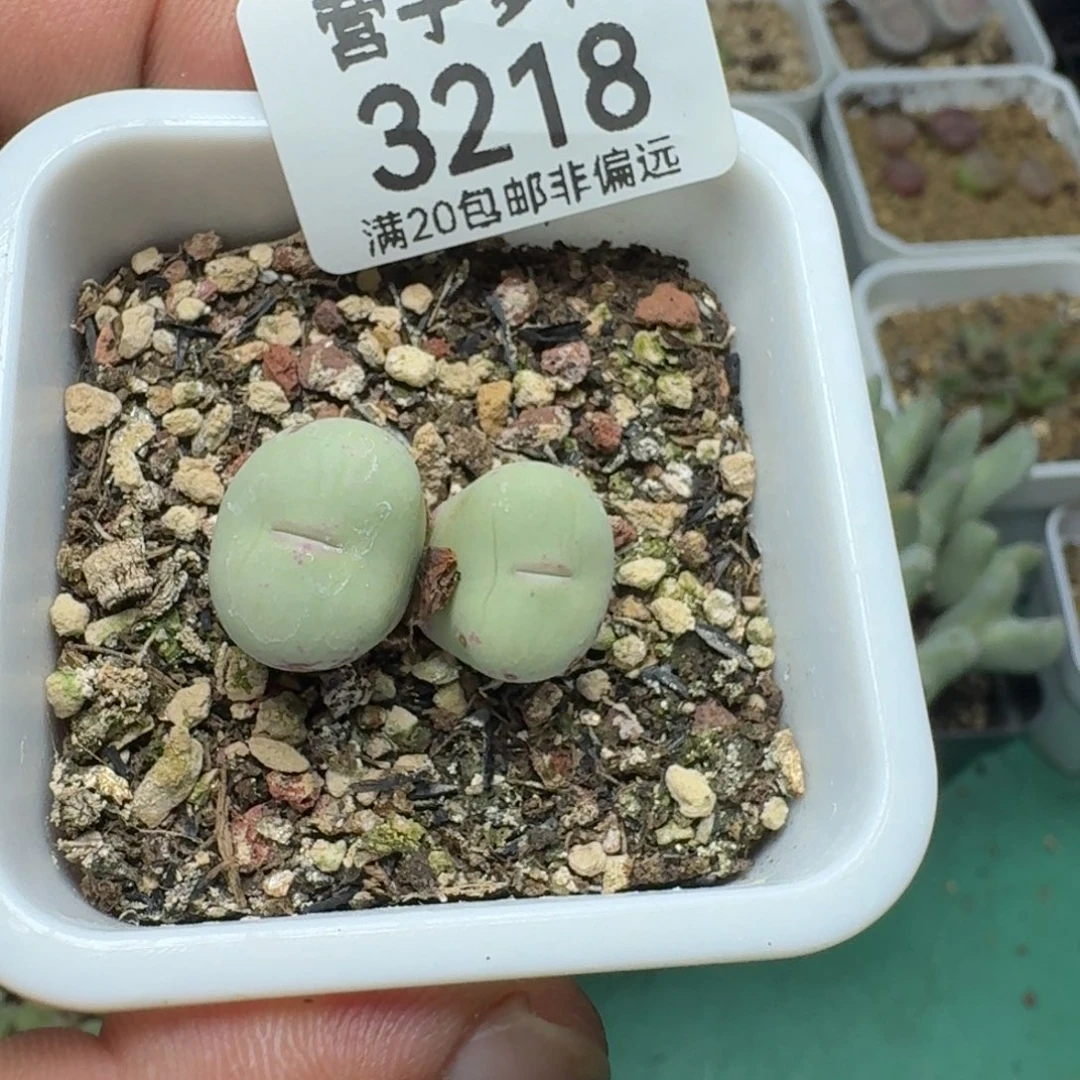 铮***带盆土。