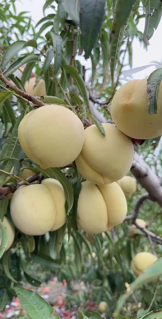 映霜红秋冬毛桃 脆甜爽口 果肉细嫩