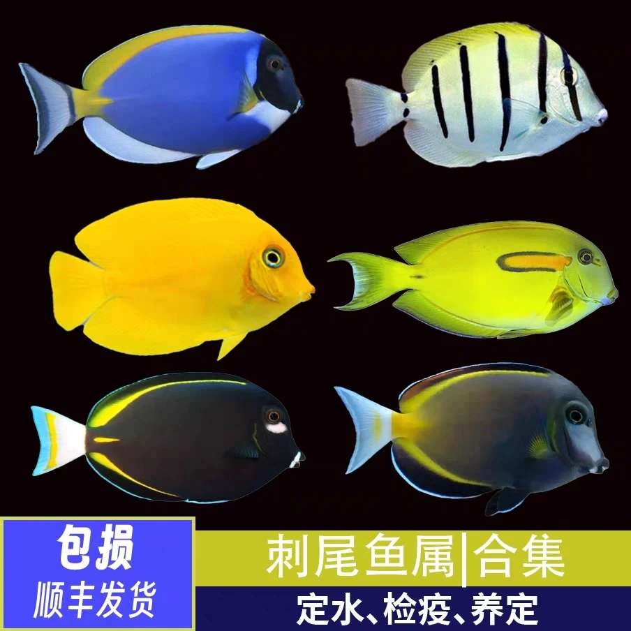 海水观赏鱼 黑背心 蓝吊 神仙类 蝶类