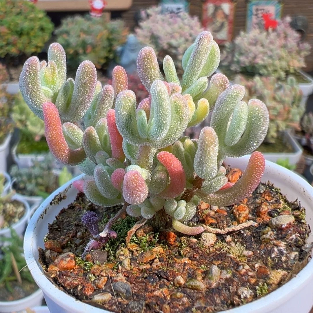 2-490橙叶白锦五圆盆枝干番杏